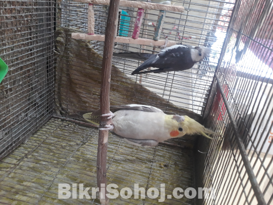 ককাটেল পাখি